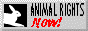 animal rights now! button