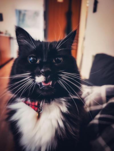 loki, the floofy black and white cat meowing at the camera